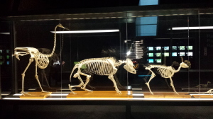 museu blau esquelets